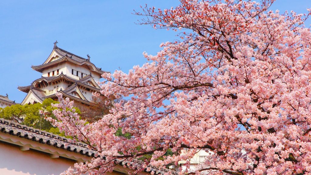 Japão Sakura