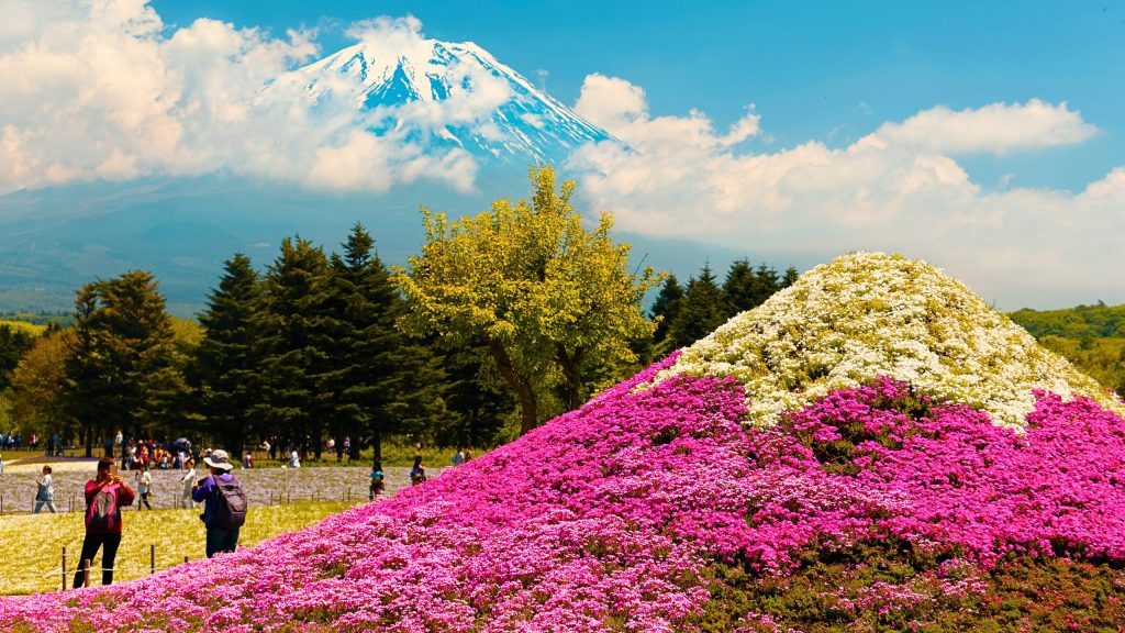 Festival Fuji Shibazakura